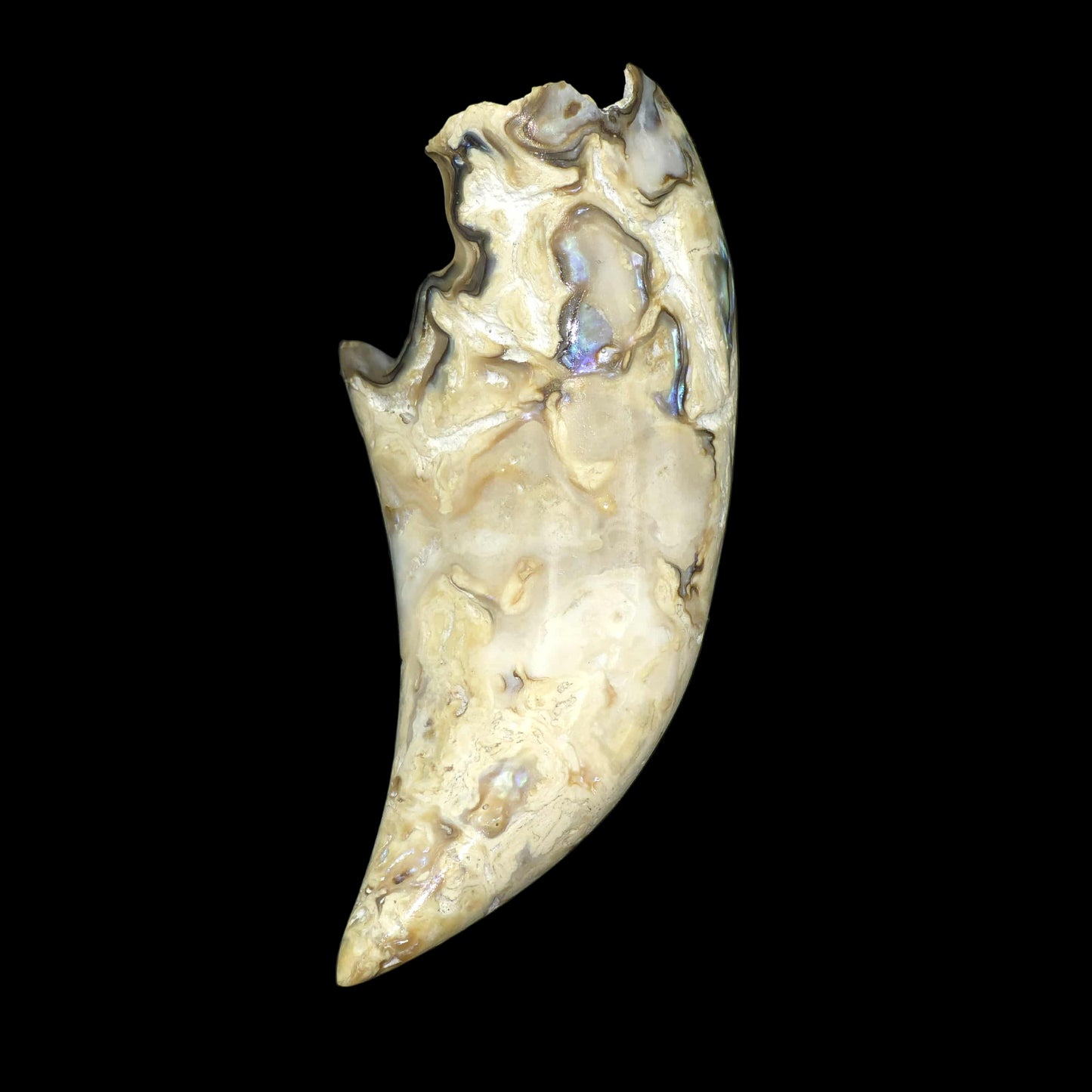 White Wild Pāua Pearl Mabē Horn (Solid).