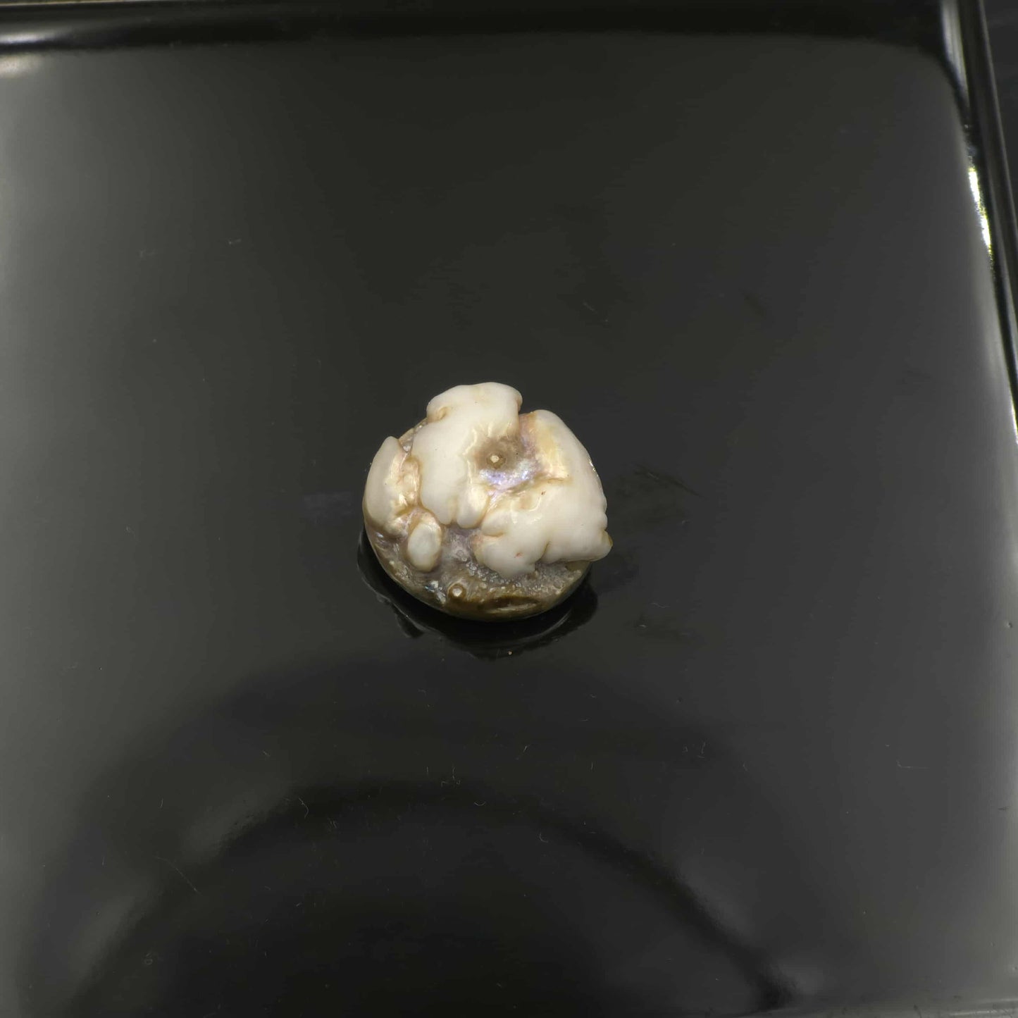 Small White Natural Wild Pāua Blister Pearl