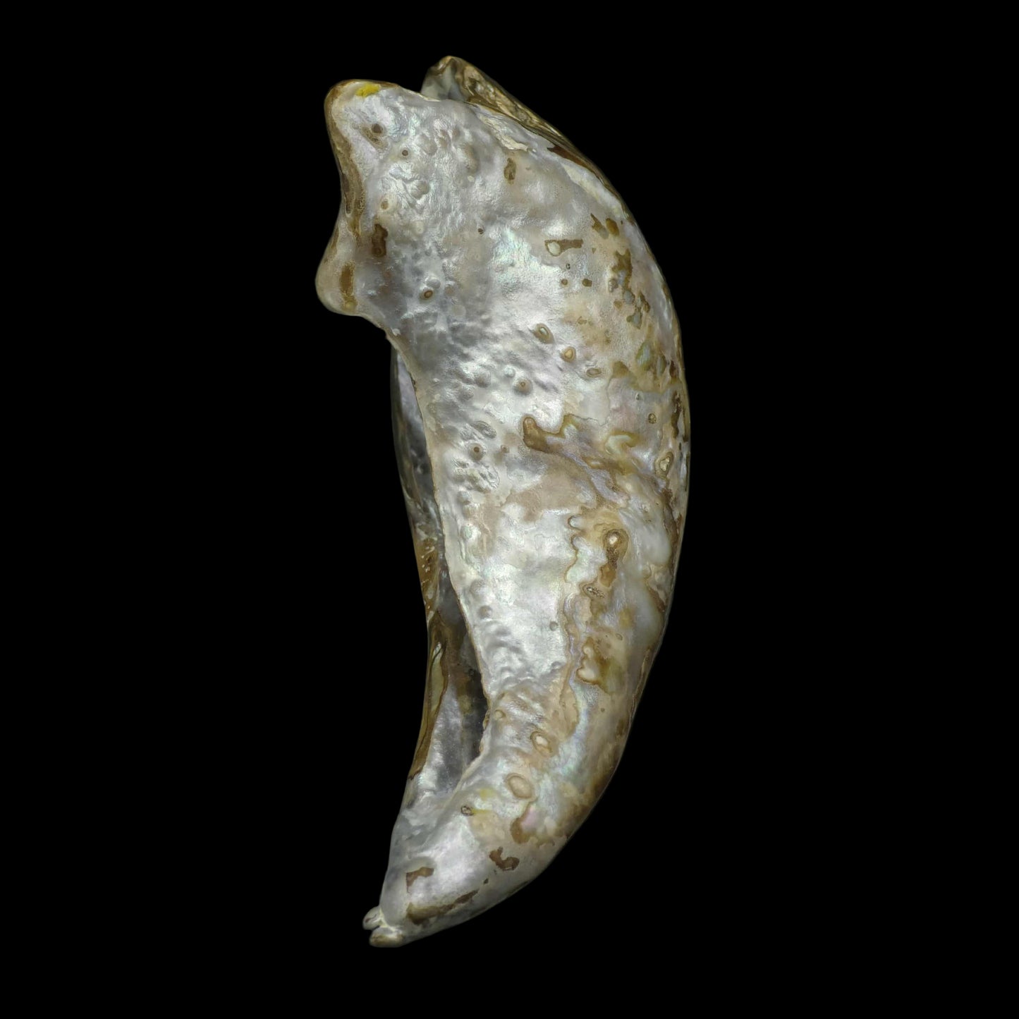 Wild Pāua Pearl Mabē (Solid).