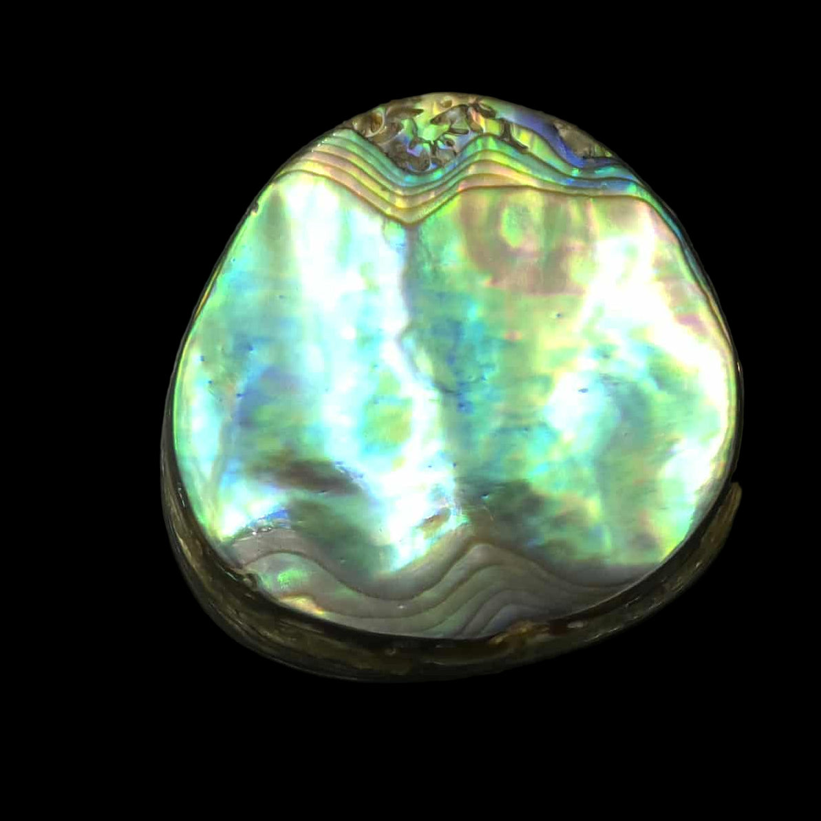 Wild Pāua Pearl Mabē