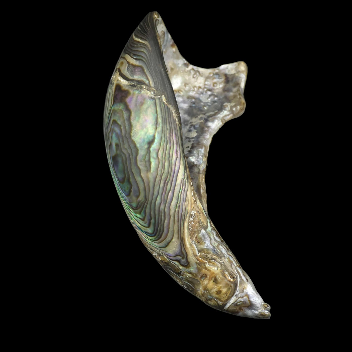 Wild Pāua Pearl Mabē (Solid).