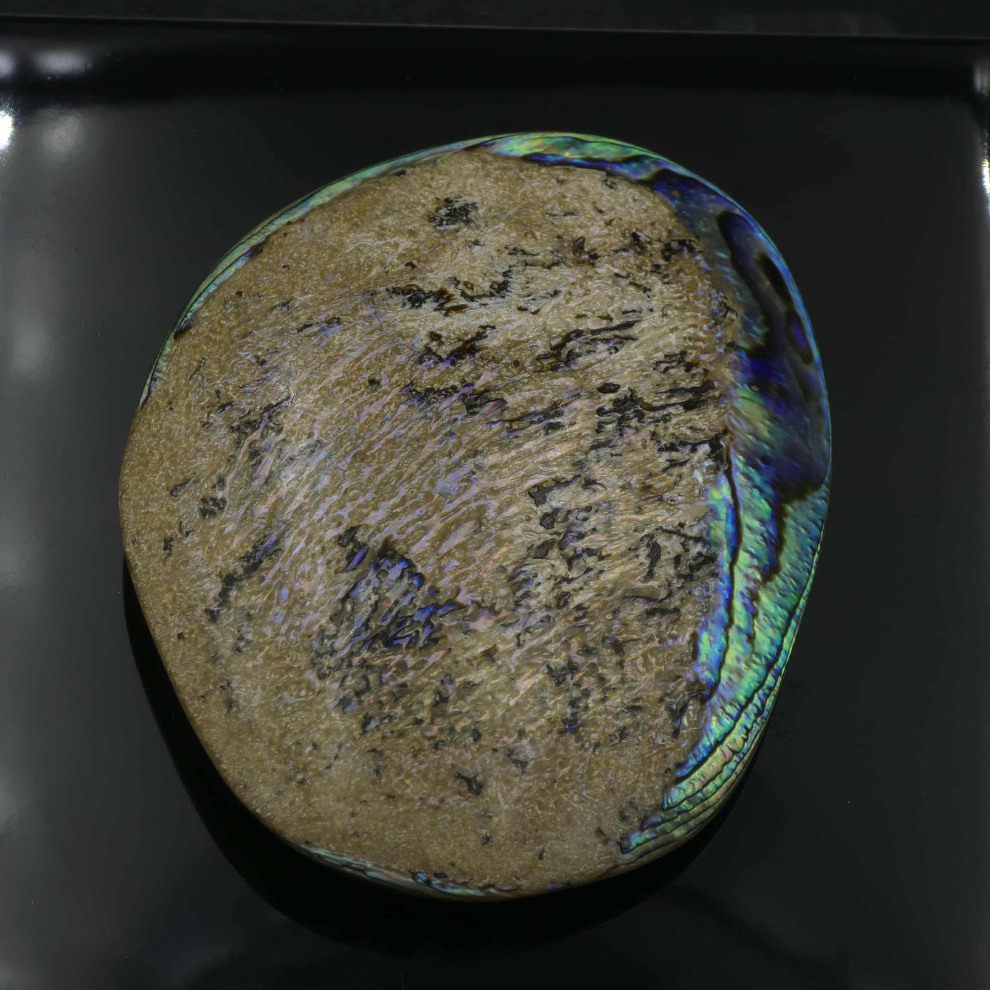 X Large White Wild Pāua Pearl Mabē (Solid).