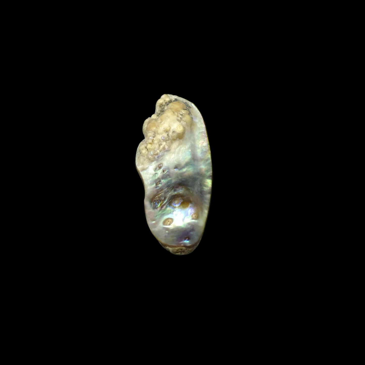 Wild Pāua Pearl Mabē