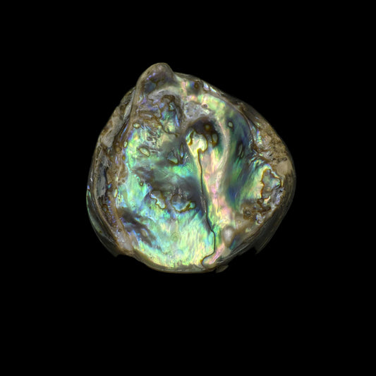 Wild Pāua Pearl Mabē