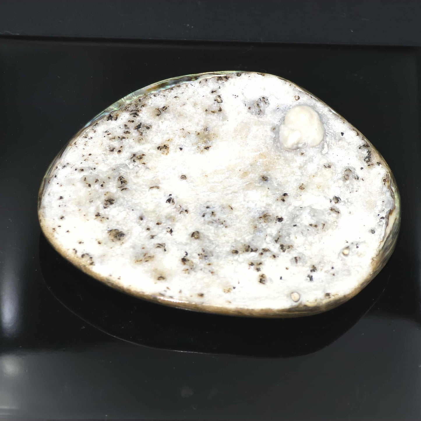 X Large White Wild Pāua Pearl Mabē (Solid).