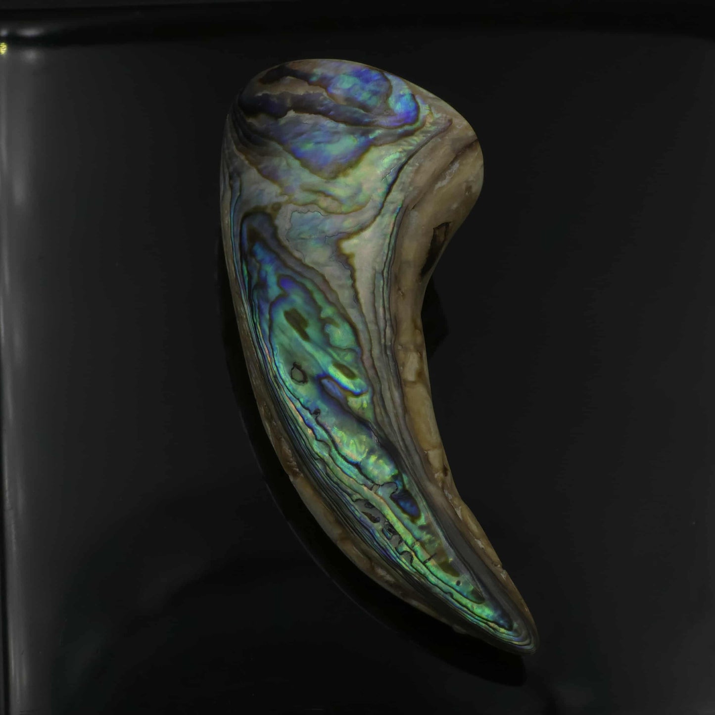 White Wild Pāua Pearl Mabē Horn (Solid).