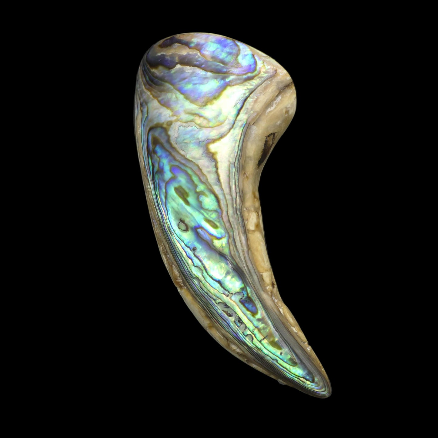 White Wild Pāua Pearl Mabē Horn (Solid).