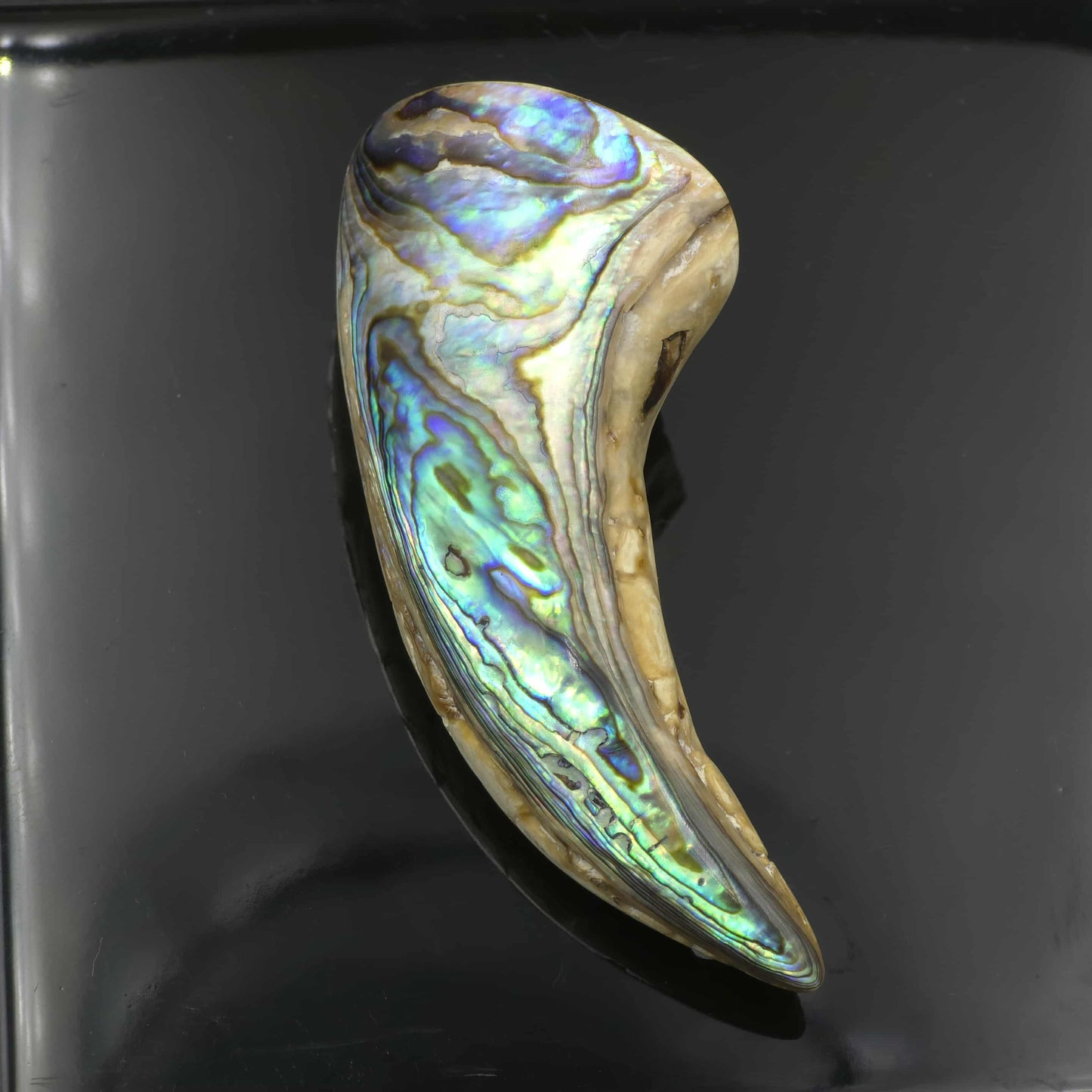 White Wild Pāua Pearl Mabē Horn (Solid).