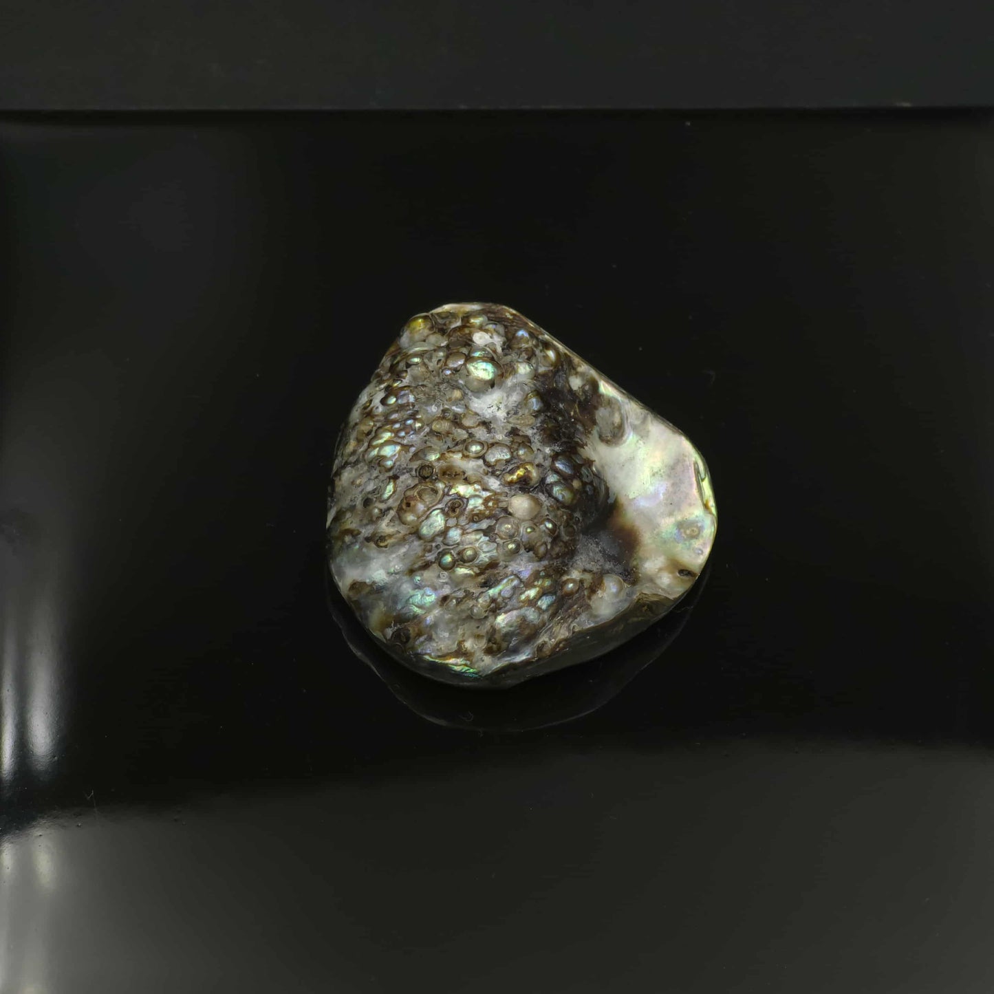 Wild Pāua Pearl Mabē