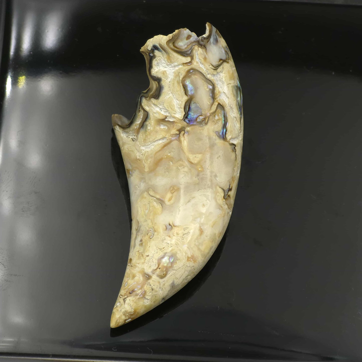 White Wild Pāua Pearl Mabē Horn (Solid).