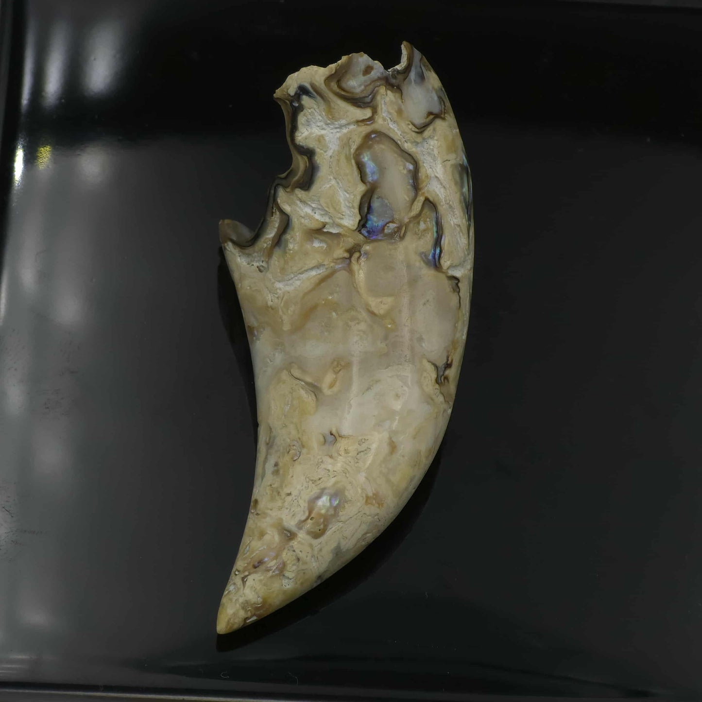 White Wild Pāua Pearl Mabē Horn (Solid).