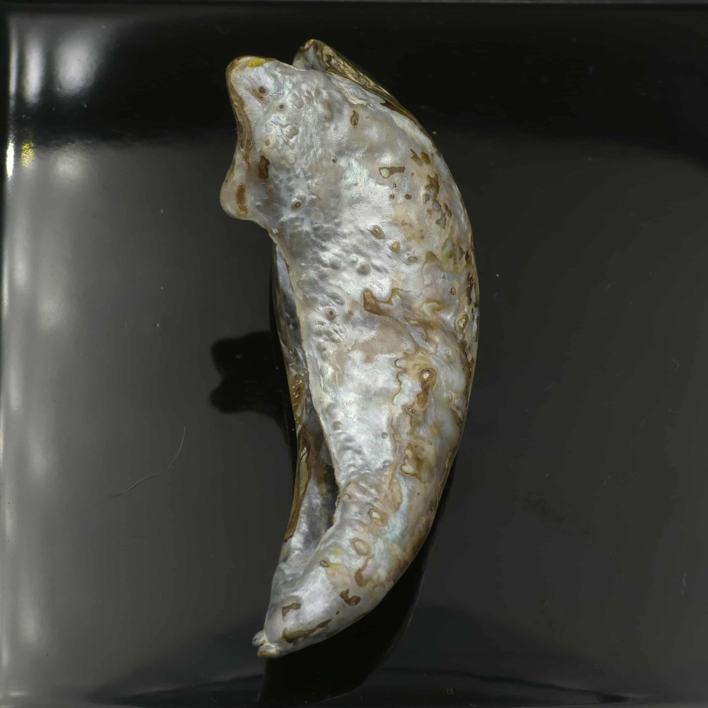 Wild Pāua Pearl Mabē (Solid).