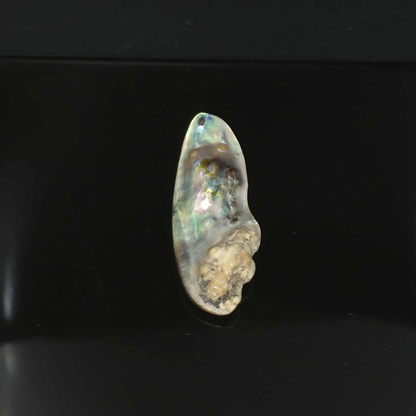 Wild Pāua Pearl Mabē