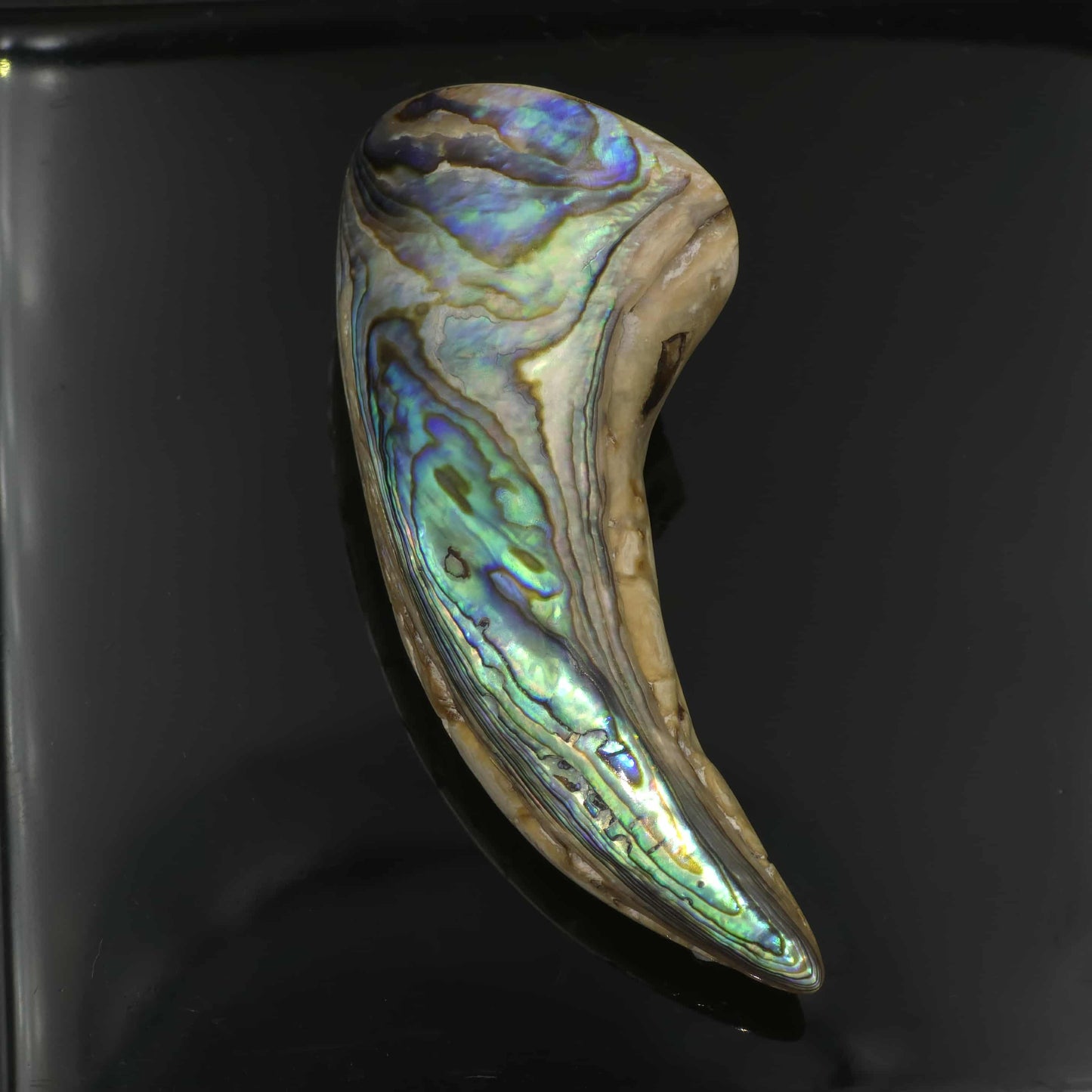 White Wild Pāua Pearl Mabē Horn (Solid).