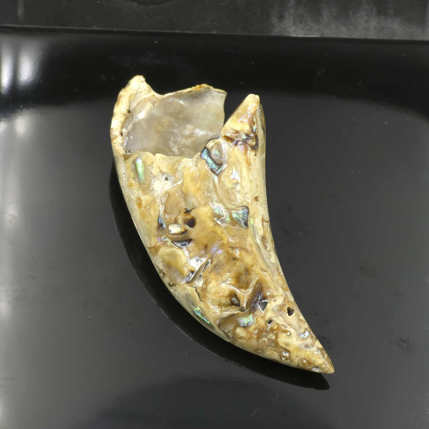 White Wild Pāua Pearl Mabē Horn (Solid).